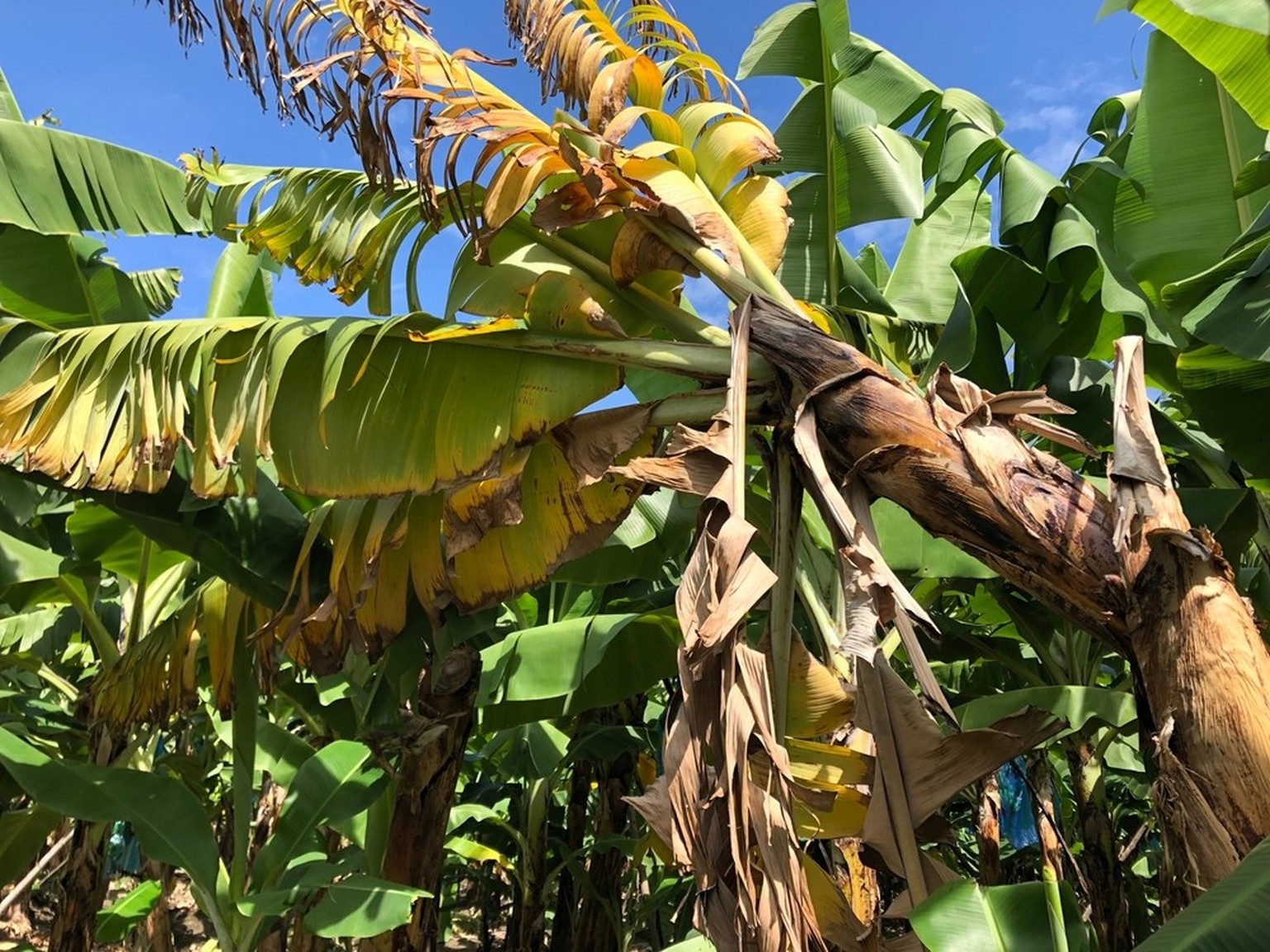 Von der Panamakrankheit befallene Bananenstaude. Der Pilz Fusarium oxysporum TR4 ist für die Krankheit verantwortlich.