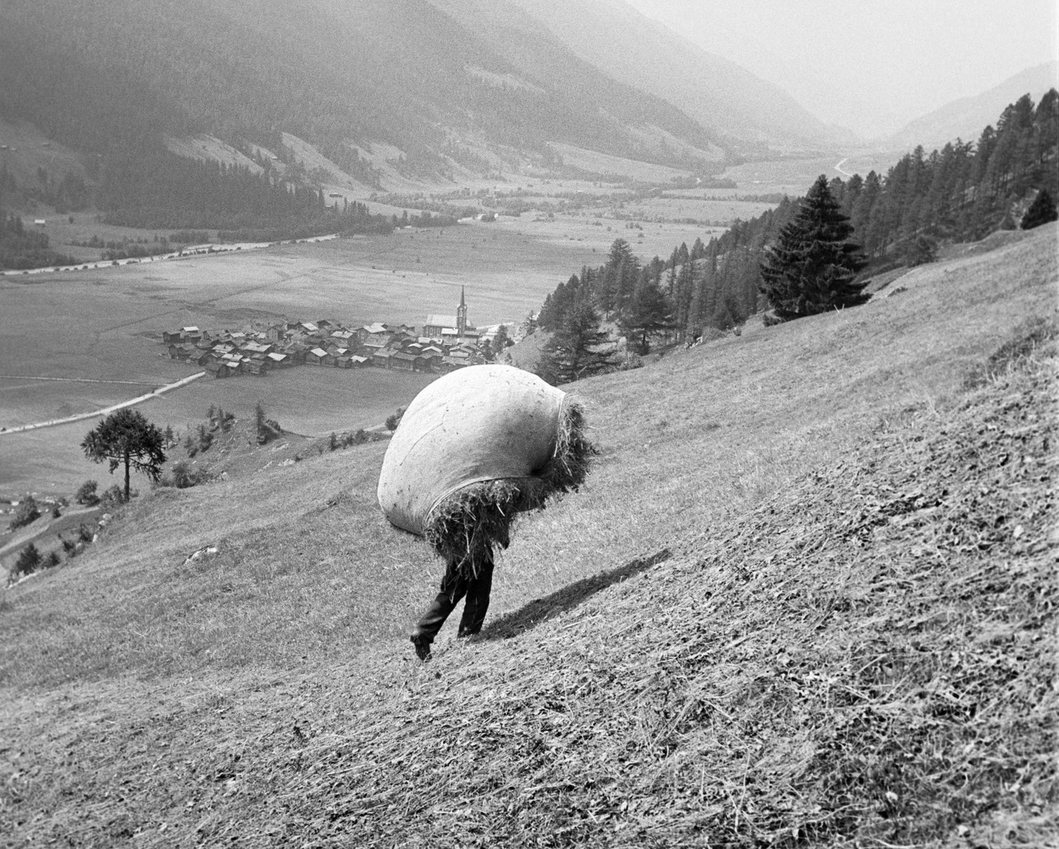Im Rahmen des obligatorischen Landdienstes waehrend des Zweiten Weltkriegs hilft ein Student am 5. August 1940 bei der Heuernte in Obergesteln (VS). (KEYSTONE/PHOTOPRESS-ARCHIV/Str)
