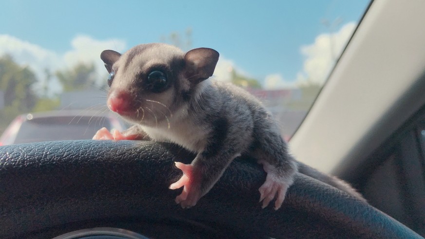 Hasenmaus Sugar Glider Und Uber Weitere Tolle Tiere Fur Ganz Viel Jooo Watson