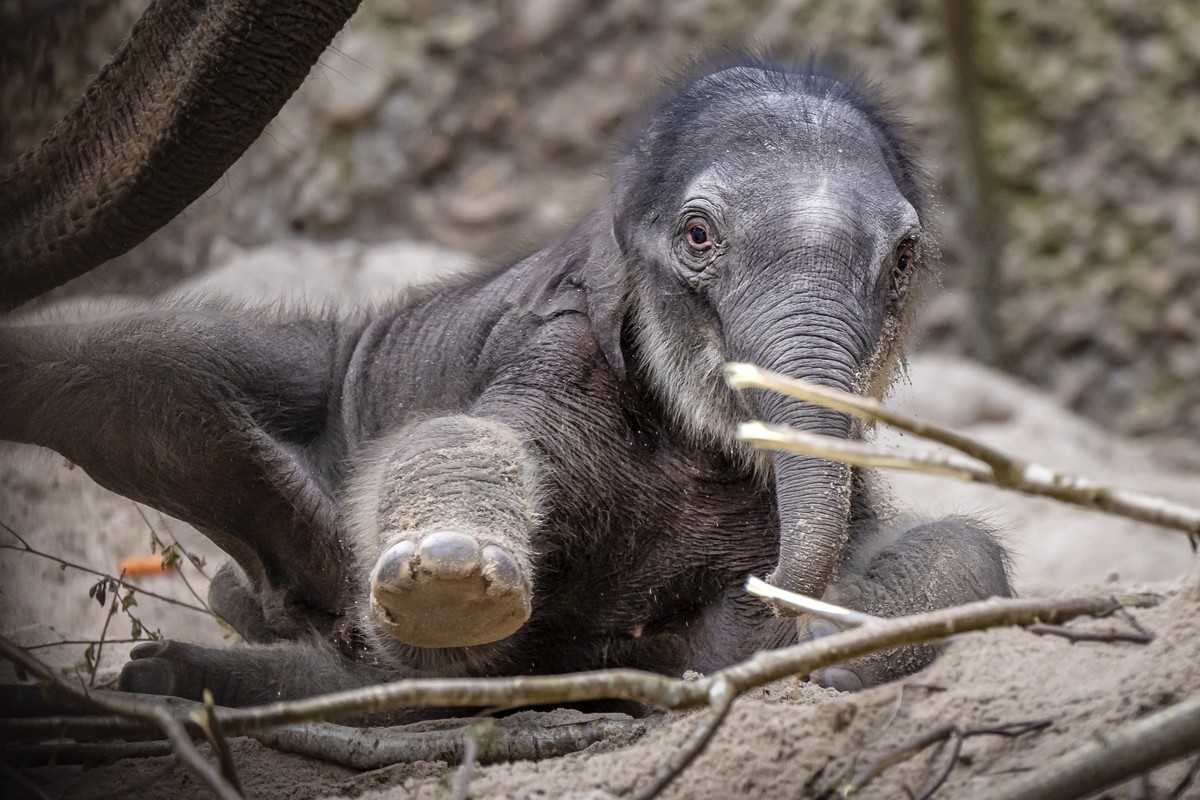 epa12042494 An elephant calf lies next to its mother, Farha, the day after it was born, on Easter Sunday, at Zurich Zoo in Zurich, Switzerland, 20 April 2025. The 19-year-old elephant Farha gave birth ...