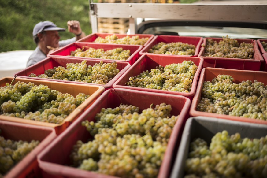 ARCHIV --- ZUR REKORD-WEINLESE 2018 STELLEN WIR IHNEN FOLGENDES BILDMATERIAL ZUR VERFUEGUNG, AM DIENSTAG, 12. MAERZ 2019 --- Grapes of Humagne Blanche are ready to be unloaded and pressed at Bagnoud w ...