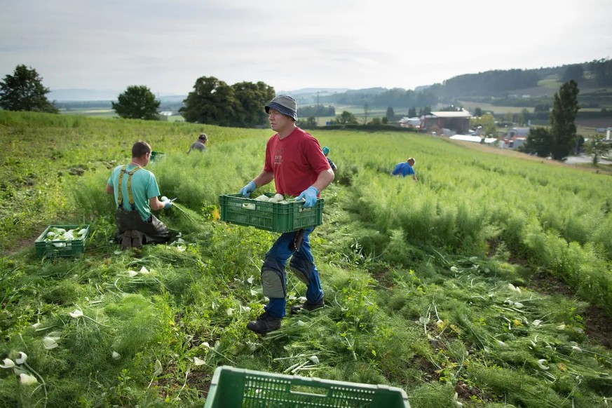 Für Jobs für Hilfsarbeiter im Gemüse- und Obstbau gilt auch 2024 die Stellenmeldepflicht.