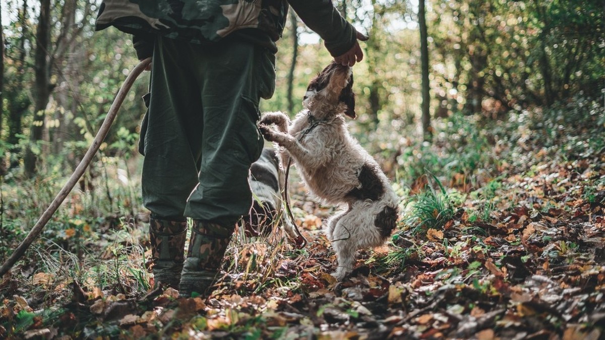 Truffle Hunter Rewarding Excited Dogs After Successful Search in Autumn Forest, Piedmont, Italy – Traditional White Truffle Hunting Scene