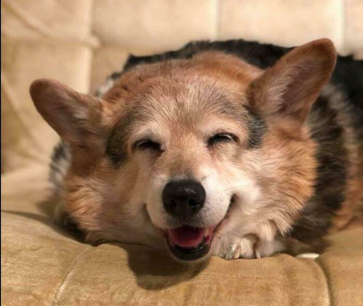 corgi hund dog

https://www.boredpanda.com/cute-funny-corgi-pictures/?utm_source=google&amp;utm_medium=organic&amp;utm_campaign=organic