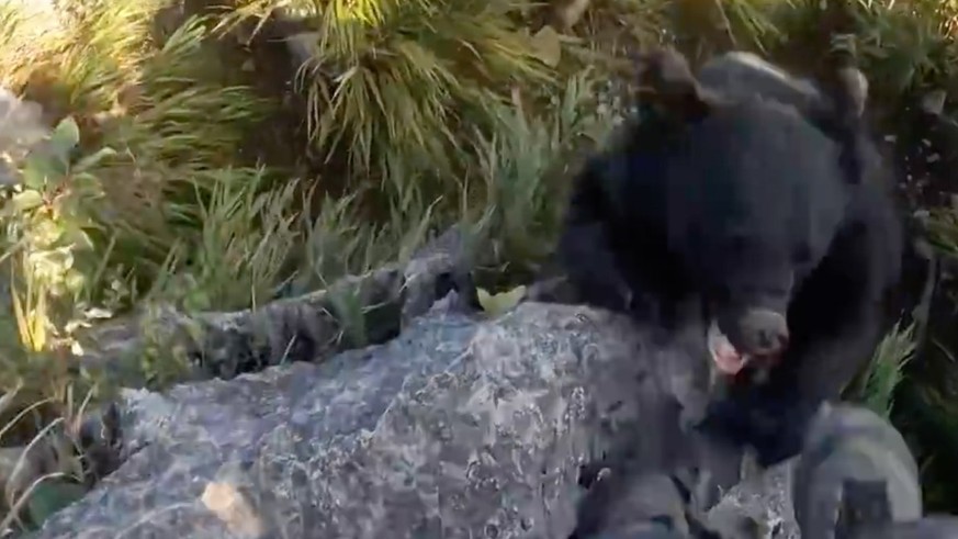 Dramatic GoPro shot: Japanese climber is attacked by a bear 1000 years of Europe in 75 seconds – this is how Switzerland has changed