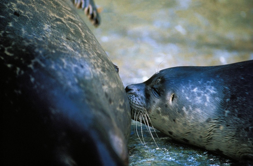 Seehund phoca vitulina, Weibchen mit säugendem Jungtier *** Seal Phoca vitulina , Female with säugendem Kitten Copyright: imageBROKER/G.xLacz ibllag08238605.jpg Bitte beachten Sie die gesetzlichen Bes ...