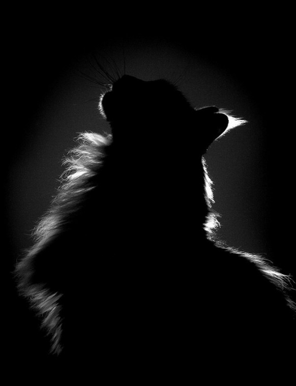 Katzensilhouette.

https://www.pinterest.com/pin/342625484121669263/