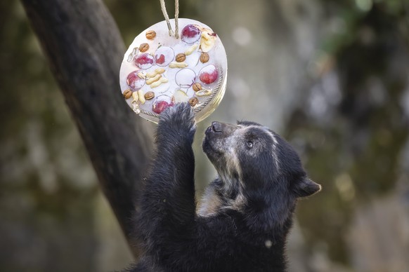 epa10103970 A spectacled bear eats a large ice cream at Zoo Zuerich in Zuerich, Switzerland, 03 August 2022. The animals in the zoo were treated to ice cold treats to cool them down, on a day with tem ...