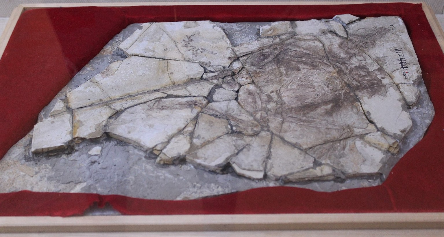 The &quot;Archaeoraptor&quot; fossil.
https://commons.wikimedia.org/w/index.php?curid=80189102