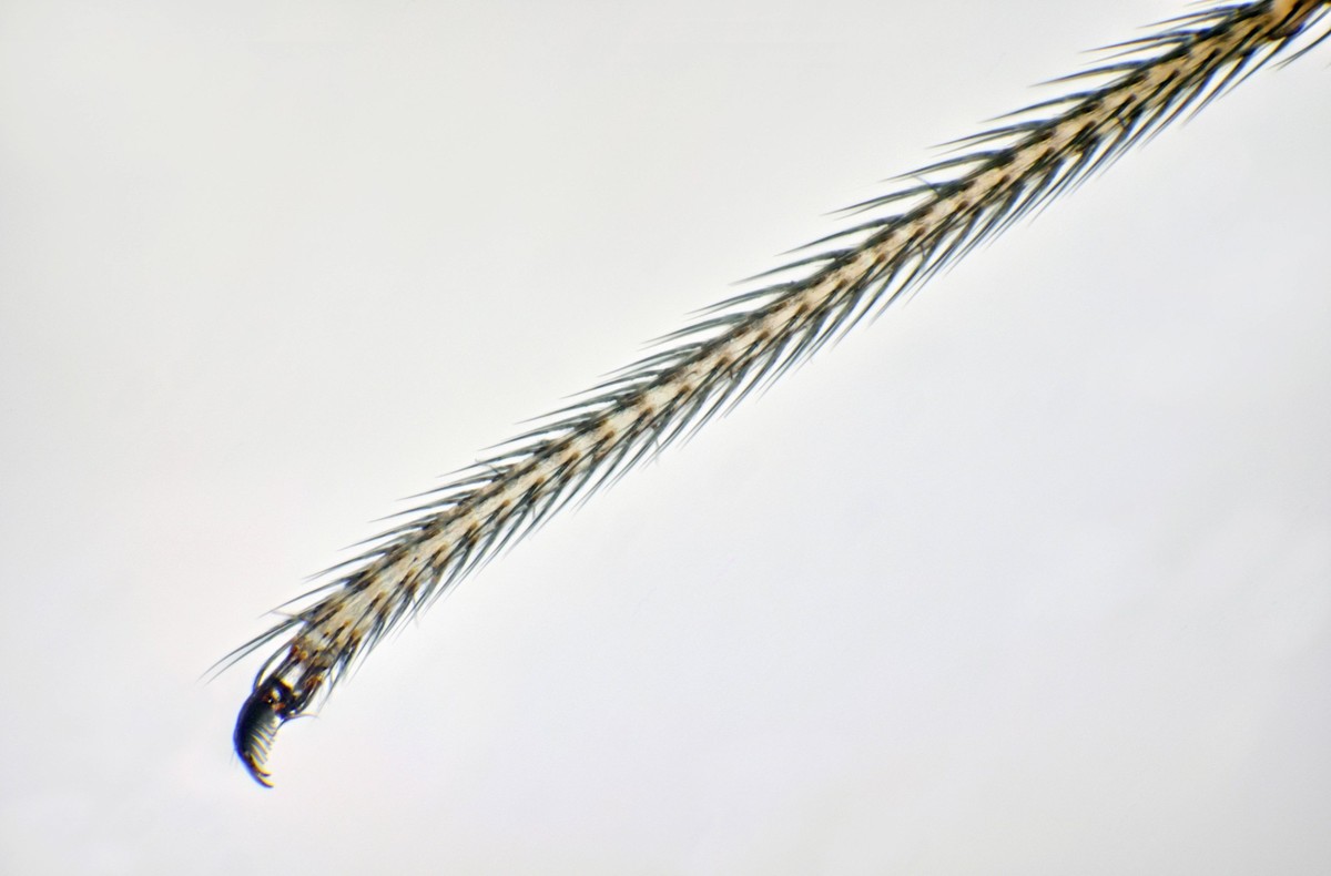 Grosse Zitterspinne, Grosse Zitter-Spinne, Zitterspinne, Zitter-Spinne Pholcus phalangioides, Bein, Tarsus mit Klaue, Mikroskopaufnahme, Deutschland Long-bodied cellar spider, Longbodied cellar spider ...