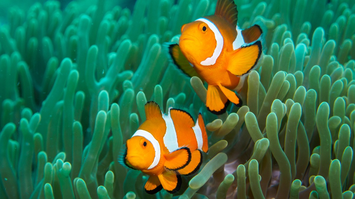 Clownfish Nemo