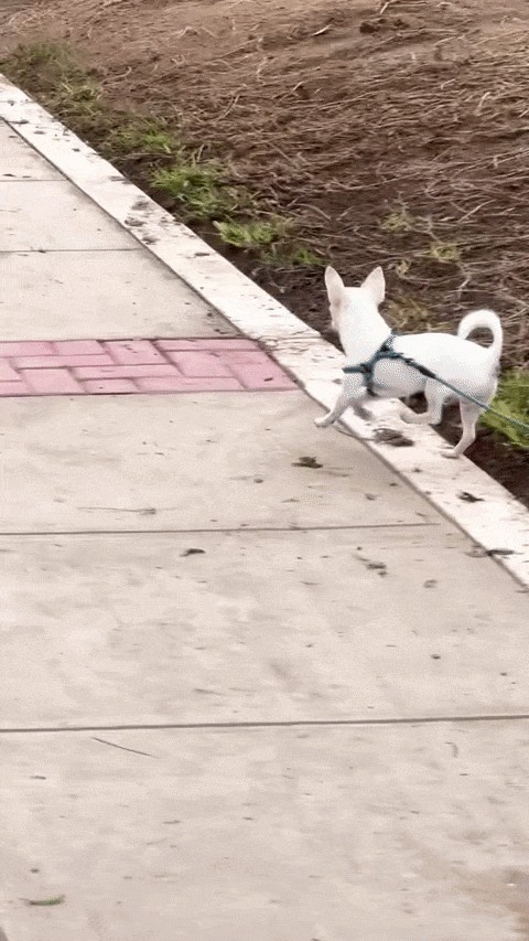 Animiertes GIF
