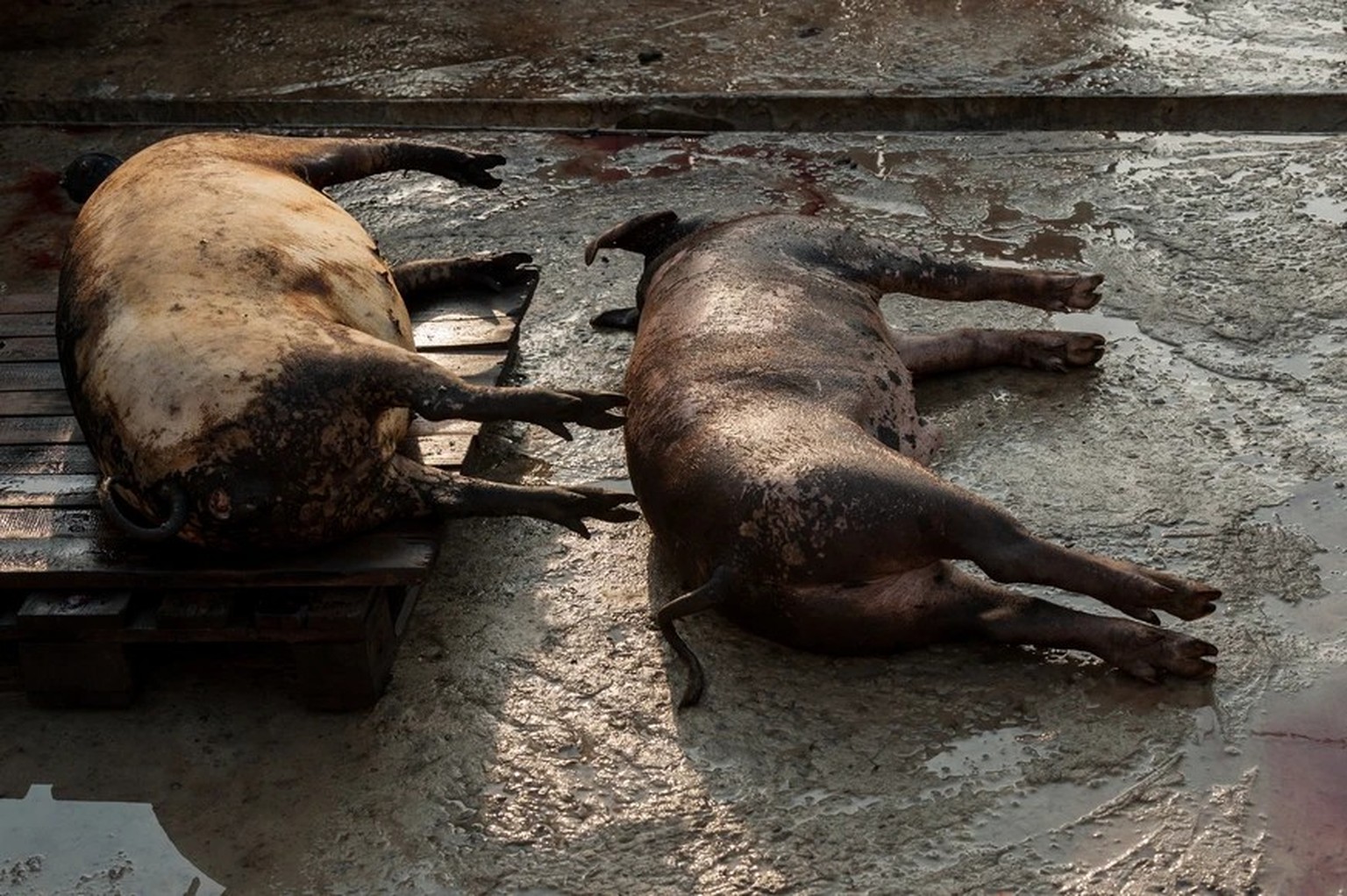 An Afrikanischer Schweinepest eingegangene Schweine im Süden Russlands.