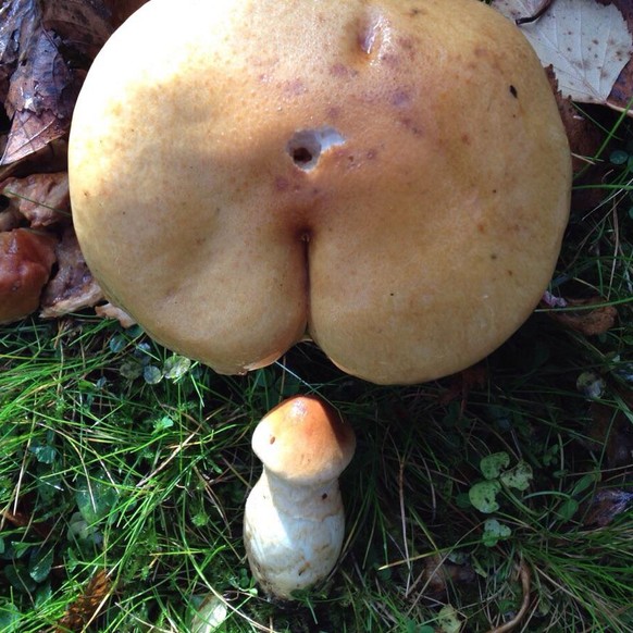 Pilz Pilzsammler Pilzsaison