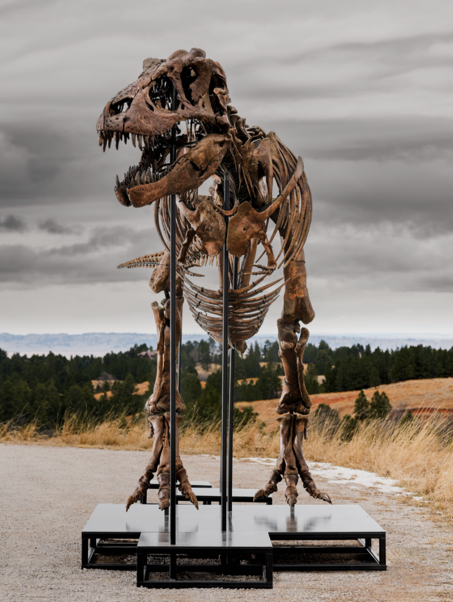 Das T-Rex-Skelett Gus wird am 14. Juli 2026 versteigert.