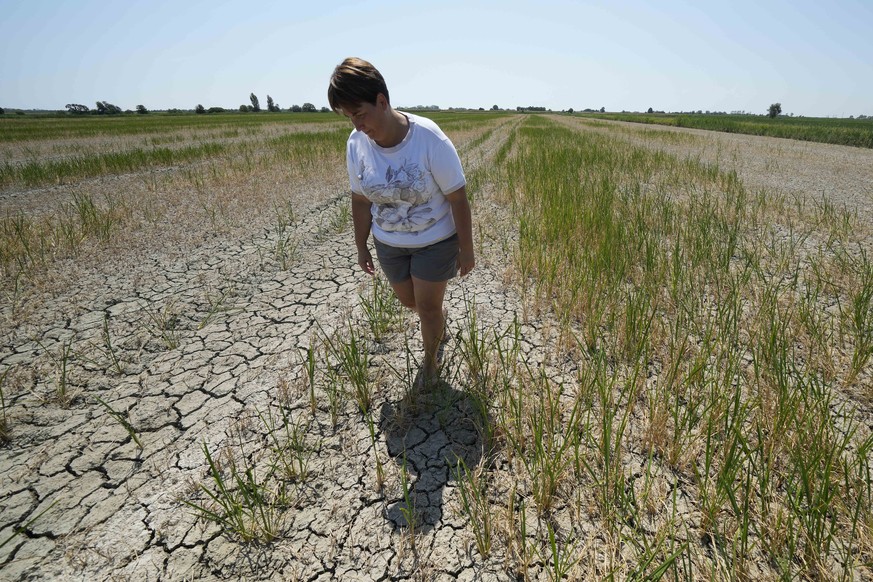 Elisa Moretto walks on her dried rice field, in Porto Tolle, Italy, Friday, July 29, 2022. Drought and unusually hot weather have raised the salinity levels in Italy's largest delta. Moretto, who runs ...