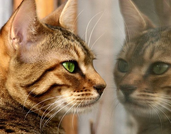 Katze betrachtet sich im Spiegel

https://www.pinterest.com/pin/309974386829818153/