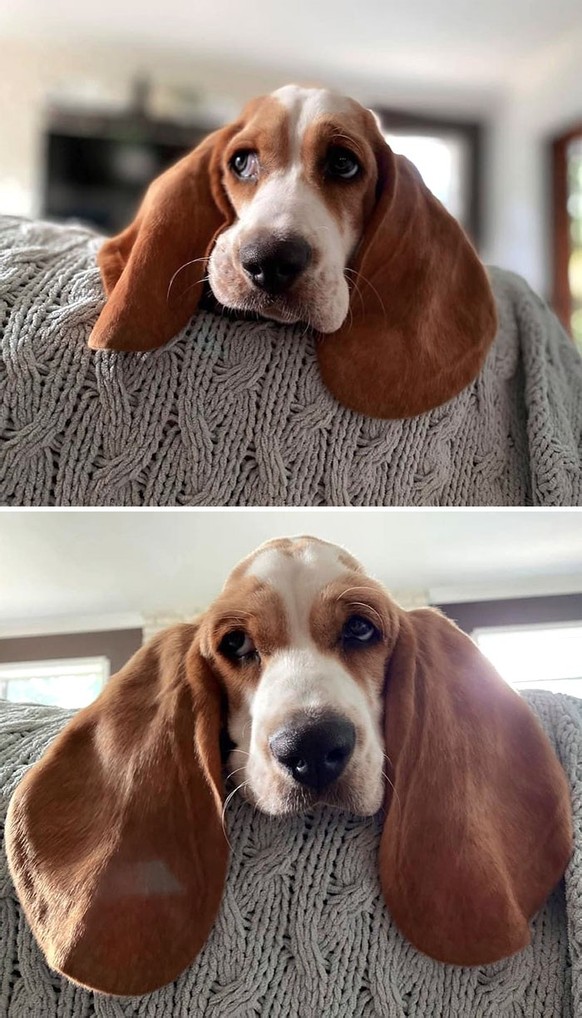 cute news tier mit grossen ohren hund

https://www.instagram.com/p/CGTcnk3nY2-/