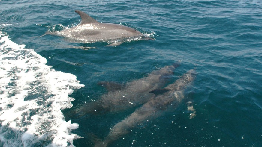 Nearly 200 dolphins stranded in France since the end of December More secret documents found in Joe Biden’s garage – the most important things in 7 points