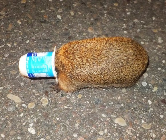 HANDOUT - Ein Igel hat in den frühen Morgenstunden am 19.08.2014 in Offenburg seine Nase in einen Joghurtbecher gesteckt. Foto: Polizeipräsidium Offenburg (zu lsw «Igel schaut zu tief in Joghurtbecher ...