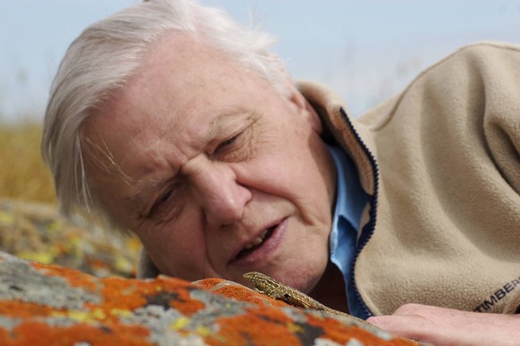 IMAGO ICONS: Sir David Attenborough PRESENTER Sir David Attenborough watching a Side blotched lizard (Uta stansburiana) on rock, Santa Nella, California, USA. For BBC television series Life in Cold Bl ...