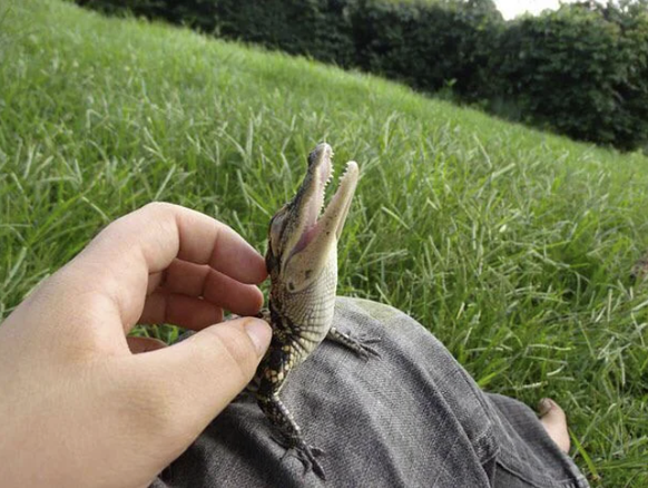 Cute News: Alligator