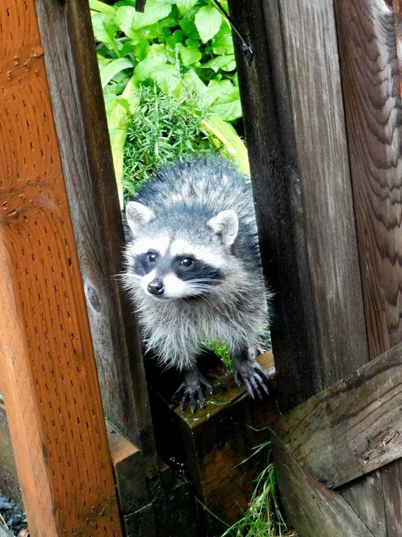 nice news animal raccoon raccoon https://www.reddit.com/r/Raccoons/comments/17q8o1a/boone_crocket_and_dewey_cheatem_and_howe_dewey_is/