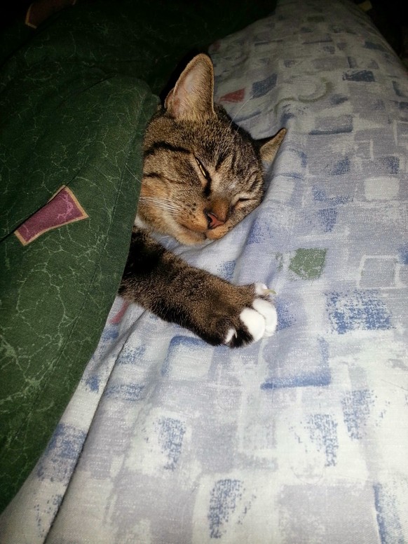 Katze im Bett