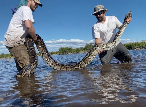 This March 2022 photo provided by the Conservancy of Southwest Florida shows biologists Ian Easterling, left, and Ian Bartoszek with a 14-foot female Burmese python captured in mangrove habitat of sou ...