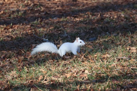 cute news animal tier eichhörnchen squirrel

https://www.reddit.com/r/squirrels/comments/sxc58b/this_little_guy_showed_two_months_ago/