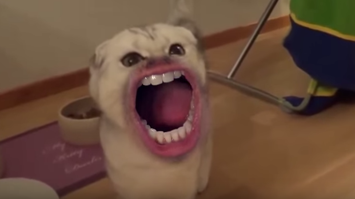 Meow! Dieses «Katzen-Video» wird zum Internet-Hit