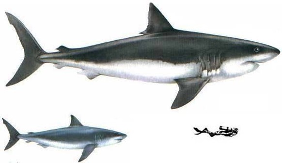 Grössenvergleich: Megalodon (oben) – Weisser Hai – Mensch.&nbsp;