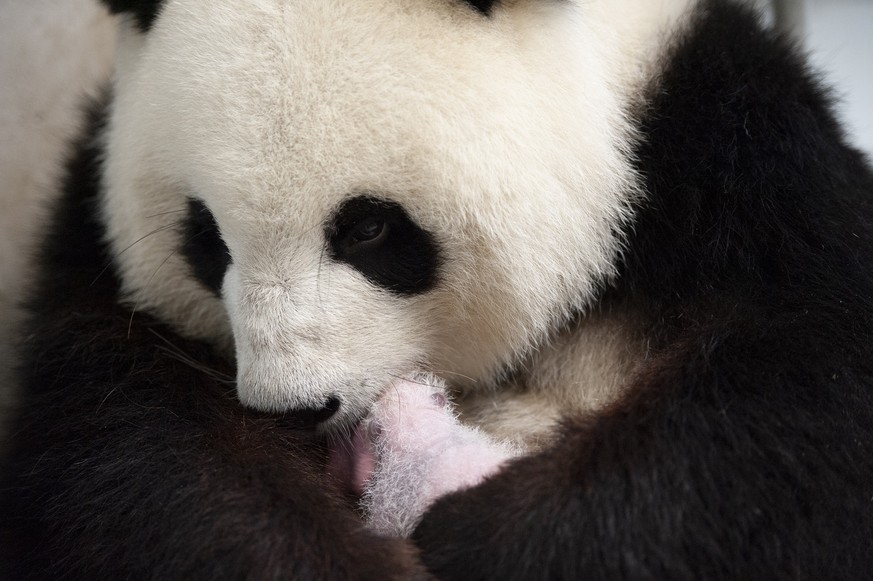 This photo provide by the Berlin Zoo on Friday, Sept. 13, 2019, female Panda Meng Meng holds one of her new panda twins at the Berlin Zoo. Female Panda Meng Meng gave birth to two panda babies in Berl ...