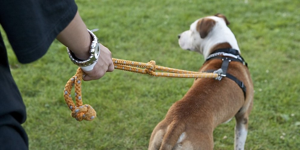 Die Leinenpflicht für Hunde soll den Naturschutz am Thuner Uferweg und im Bonstettenpark gewährleisten. (Symbolbild)