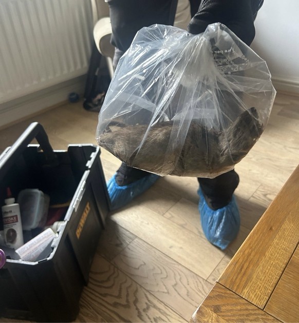 Die Mega-Ratte, die in England entdeckt wurde, ist in etwa so gross wie ein Neugeborenes.