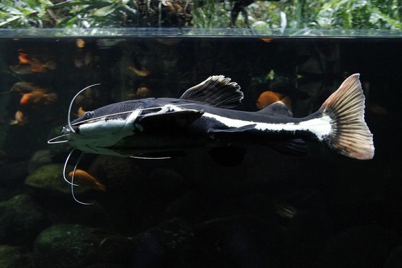 Ein Rotflossen-Antennenwels (Phractocephalus hemiliopterus) schwimmt im Zoo von Zuerich am Mittwoch, 21. November 2007. (KEYSTONE/Alessandro Della Bella) A red tailed Catfish (Phractocephalus hemiliop ...