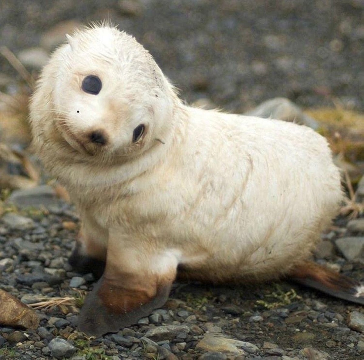 cute news tier robbe

https://www.reddit.com/r/Awww/comments/1ewnqvp/get_me_some_fish_and_then_you_can_pet_me/