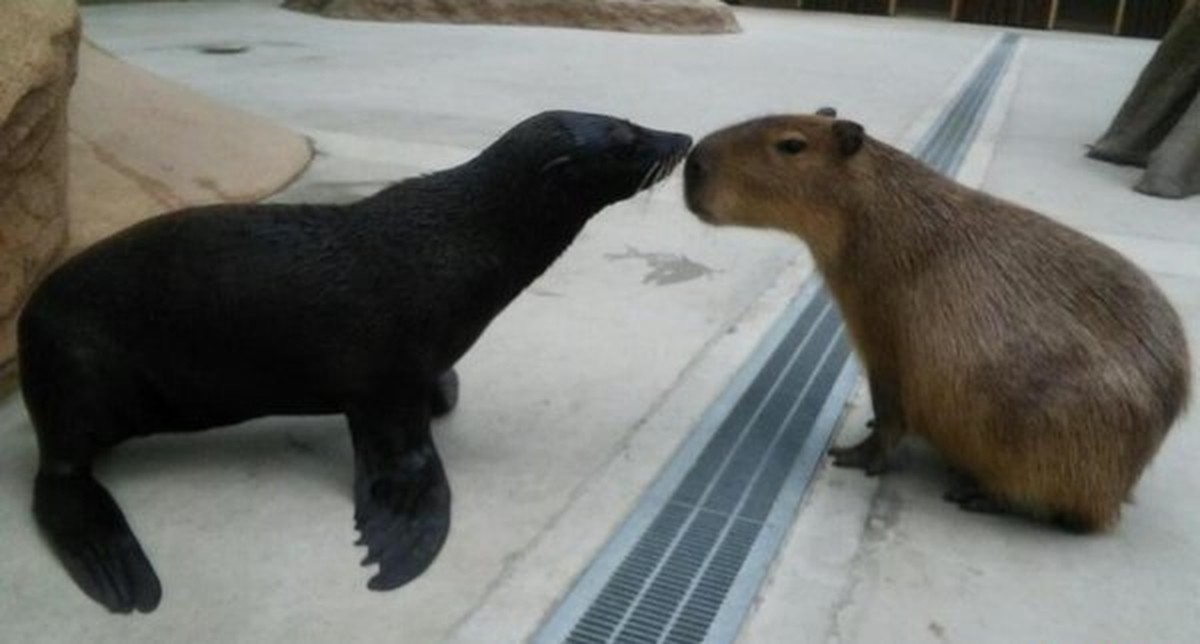 Cute News
