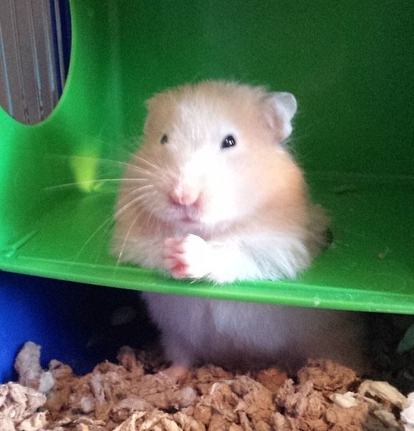 Hamster