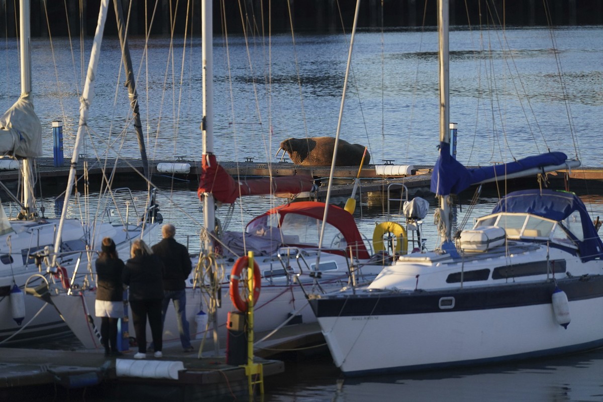People look at a walrus at the Royal Northumberland Yacht Club in Blyth, north east England, Monday Jan. 2 2022. (Owen Humphreys/PA via AP)