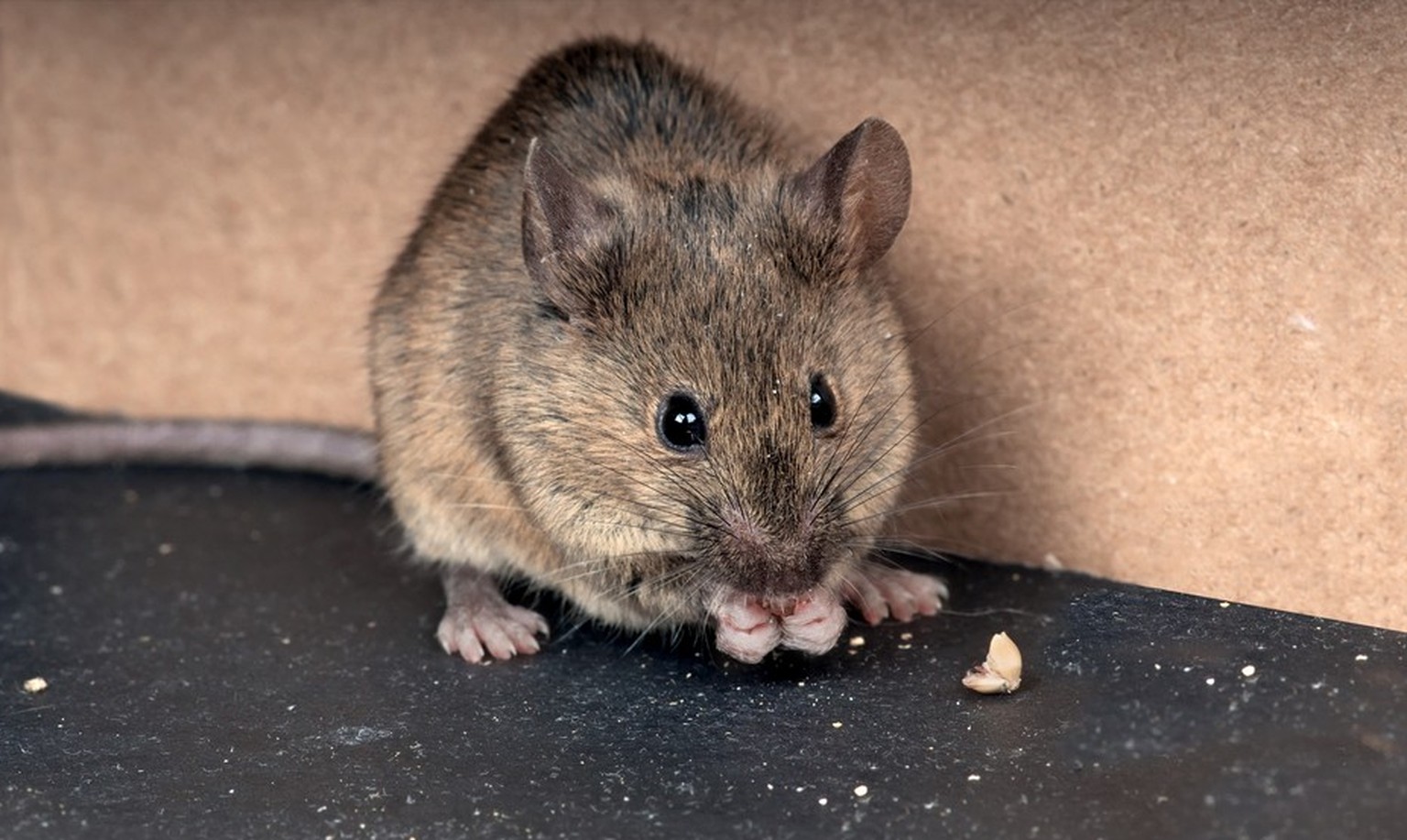 Maus, Nagetier
