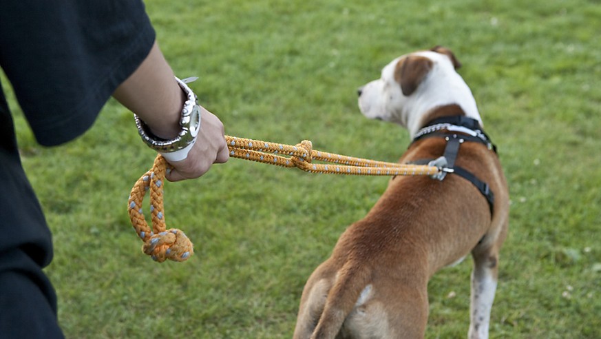 Angriff trotz Leine: In Bayern hat ein Badegast einen Hund offenbar in Notwehr in einem See ertränkt. (Symbolbild)