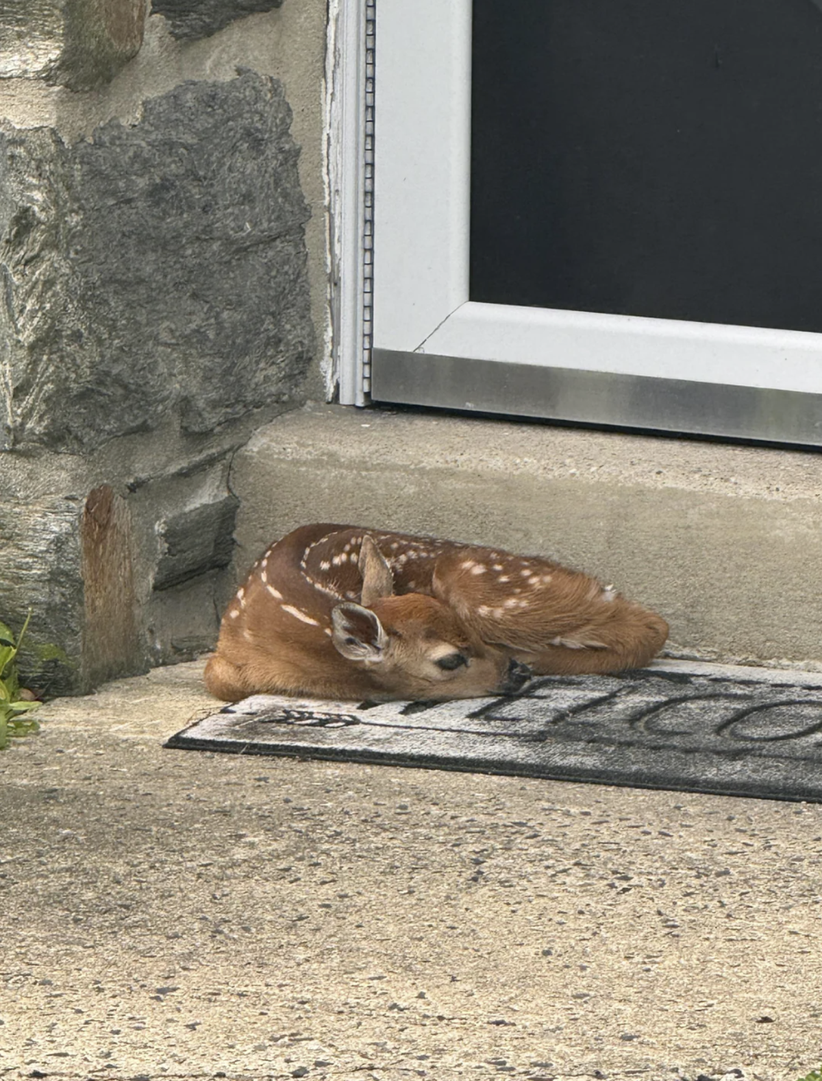 Cute News: Rehkitz