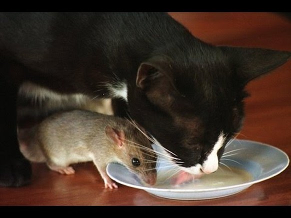 Katze und Maus
https://imgur.com/gallery/W7Otuya