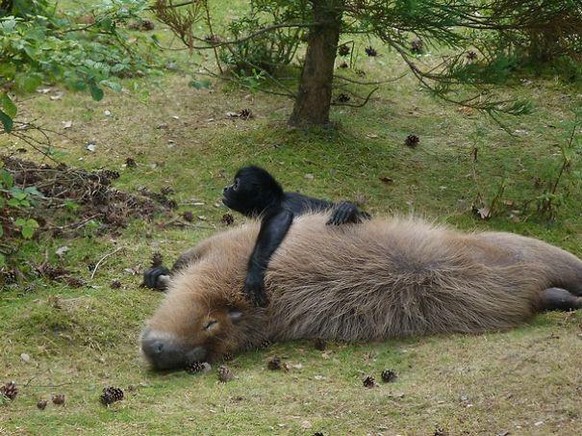 capybara

https://imgur.com/gallery/XKtnH