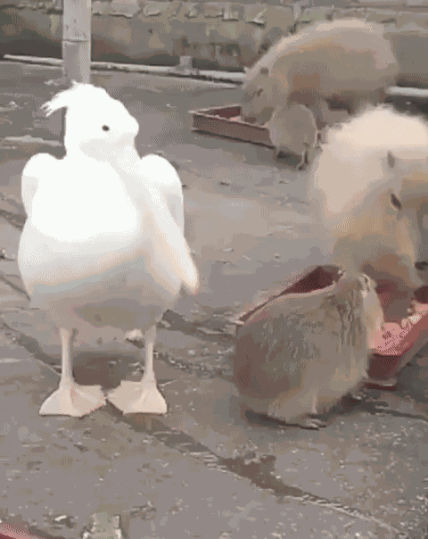 Animiertes GIF