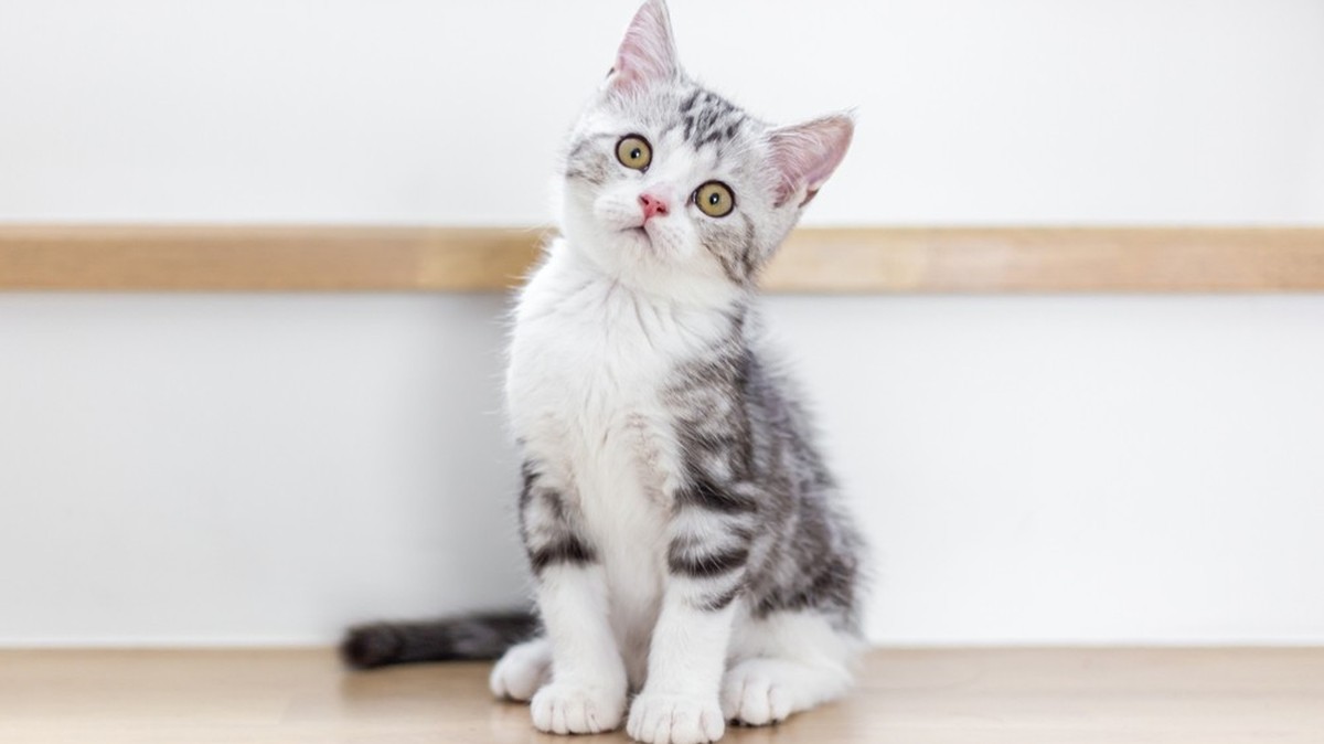 Katze