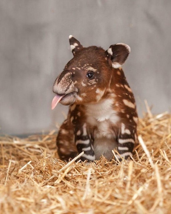 cute news tier tapir

https://ch.pinterest.com/pin/1121888957185624190/