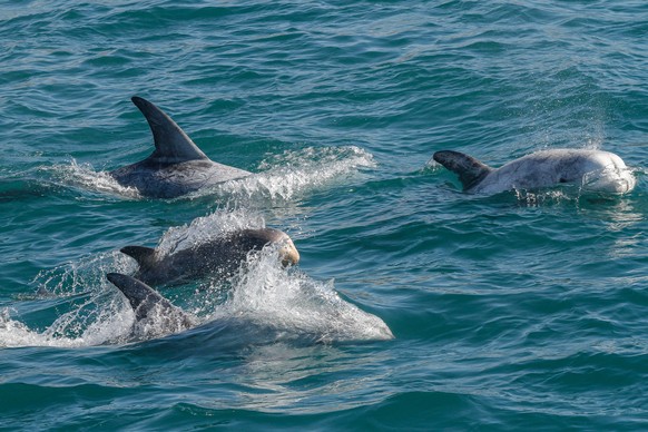 epa10078541 A pod of dolphins, between 50 to 100 according to authorities, swim by the coast of the city of Valparaiso, Chile, 18 July 2022, in a rare sighting that surprised tourists and locals. EPA/ ...