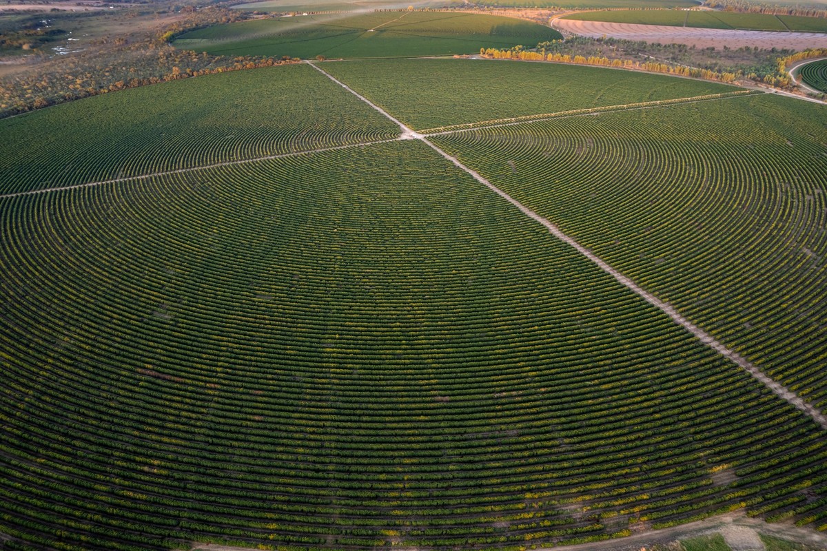 Plantation de café au Brésil